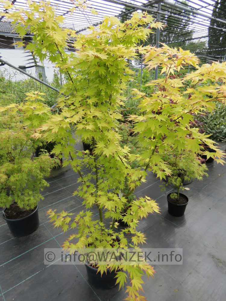 Acer palmatum Orange Dream 2m.JPG